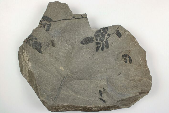 Pennsylvanian Fossil Fern (Neuropteris) Plate - Kentucky #205647